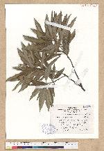 Cyclobalanopsis hypophaea (Hayata) Kudo 灰背櫟