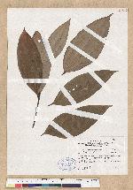 Cinnamomum austrosinense H. T. Chang 牡丹葉桂皮