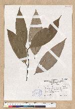 Cinnamomum austrosinense H. T. Chang 牡丹葉桂皮