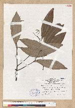Cinnamomum austrosinense H. T. Chang 牡丹葉桂皮