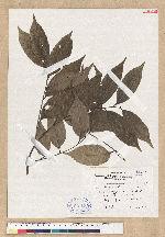 Castanopsis sessilis (Nakai) C. F. Shen