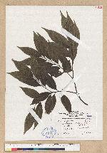 Castanopsis sessilis (Nakai) C. F. Shen