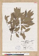 Cinnamomum subavenium Miq. 香桂