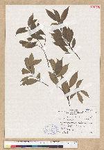 Cinnamomum subavenium Miq. 香桂