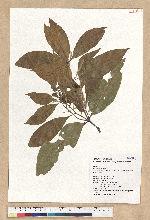 Pasania hancei (Benth.) Schott. var. ternaticupula (Hay.) Liao 三斗石櫟