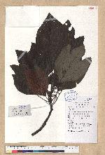 Sassafras tzumu (Hemsl.) Hemsl. 擦樹