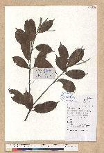 Lithocarpus glaber (Thunb.) Nakai
