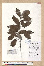 Litsea coreana H. Lev. var. lanuginosa (Migo) Yen C. Yang & P. H. Huang