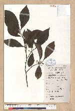 Lindera erythrocarpa Makino 鐵釘樹