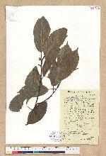 Cyclobalanopsis glauca (Thunb.) Oerst. 青剛櫟