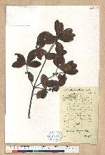 Quercus phillyrioides A. Gray 姥芽櫟