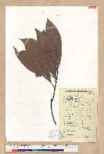 Machilus sp.