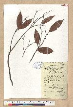 Cinnamomum chekiangense Nakai