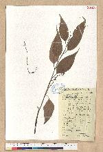 Castanopsis fabri Hance 星刺栲