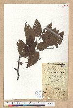 Fagus longipetiolata Seemen 水青岡