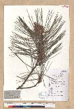 Pinus thunbergii Parl. 黑松