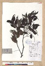 Castanopsis eyrei (Champ. ex Benth.) Hutch. 甜櫧