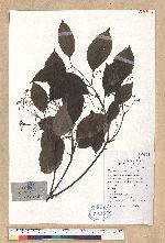 Cinnamomum porrectum (Roxb.) Kosterm.