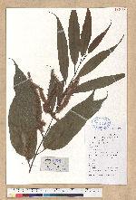 Castanea henryi (Skan) Rehder & E. H. Wilson