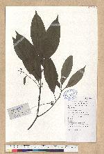 Cinnamomum septentrionale Hand. -Mazz.