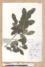 Lindera glauca (Sieb. & Zucc.) Blume 白葉釣樟