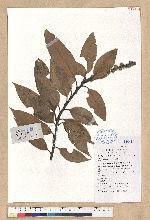 Lithocarpus cleistocarpus (Seemen) Rehder & E. H. Wilson
