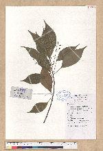 Cinnamomum camphora (L.) J. Presl