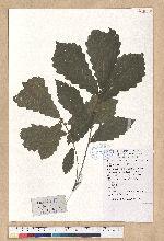Quercus fabri Hance