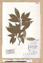 Cyclobalanopsis gilva (Blume) Oerst. 赤皮