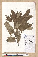 Cyclobalanopsis gilva (Blume) Oerst. 赤皮