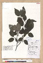 Lindera fruticosa Hemsl.
