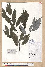 Lindera pulcherrima (Nees) Hook. f. var. attenuata C. K. Allen