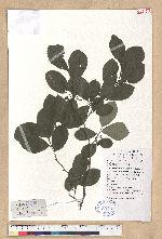Lindera glauca (Sieb. & Zucc.) Blume 白葉釣樟