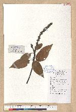 Lithocarpus henryi Rehder & Wils.