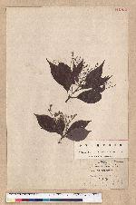 Machilus acuminatissima (Hayata) Kanehira 尖葉楠