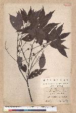 Machilus acuminatissima (Hayata) Kanehira 尖葉楠