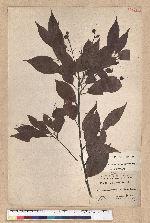 Machilus acuminatissima (Hayata) Kanehira 尖葉楠