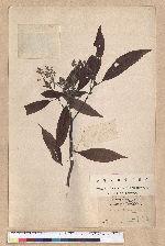 Machilus arisanensis (Hayata) Hayata