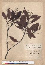 Machilus arisanensis (Hayata) Hayata