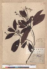 Machilus arisanensis (Hayata) Hayata