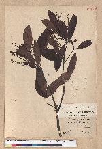 Machilus arisanensis (Hayata) Hayata