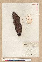 Abies cephalonica Loud.