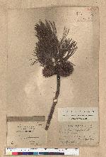 Pinus rigida Mill. 剛葉松