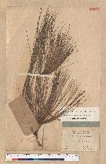 Pinus longifolia Roxb.