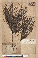 Pinus luchuensis Mayer 琉球松