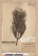 Pinus thunbergii Parl. 黑松