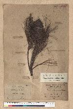 Pinus armandii Franchet var. masteriana Hayata 臺灣華山松