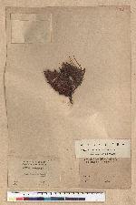 Pinus formosana Hayata 臺灣五葉松