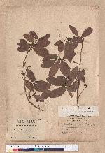 Actinodaphne pedicellata Hayata