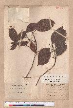 Beilschmiedia erythrophloia Hayata 瓊楠